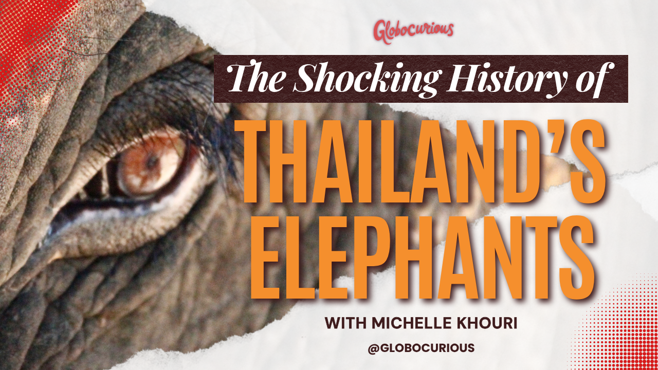 The Shocking History of Thailand's Elephants